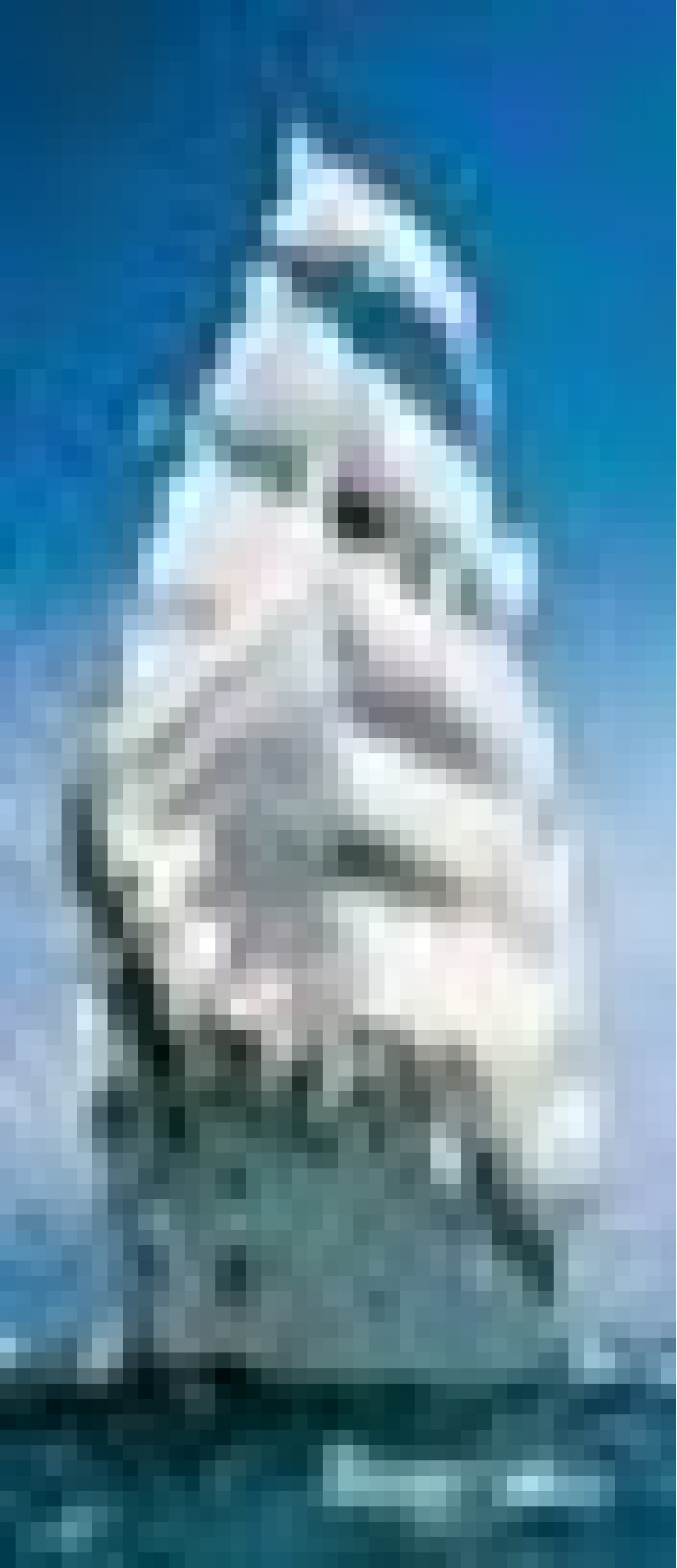 2-1017 Фотообои Komar "Sailing Boat"